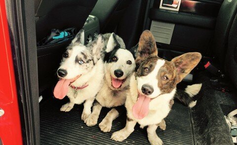 Gigi's pups: Myrtle, Edward and Mabel